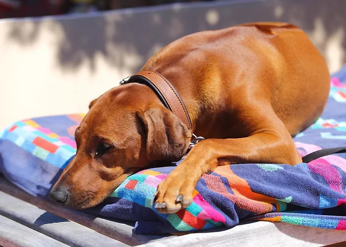 卡普里乔利公寓 公寓式酒店 4*