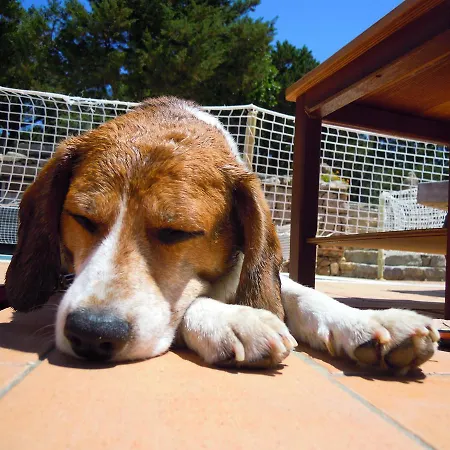 卡普里乔利公寓 公寓式酒店 4*